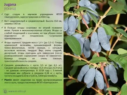 Жимолость сорт джем описание
