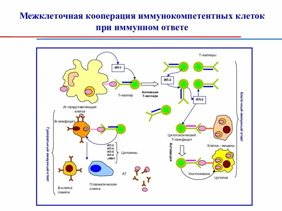 Схема иммунного ответа иммунология. Клетки иммунной системы схема. Антибактериальный иммунитет схема. Схема иммунного ответа клеточного типа. Иммунный ответ при инфекциях