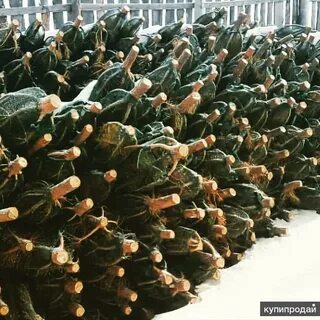 Ел опт