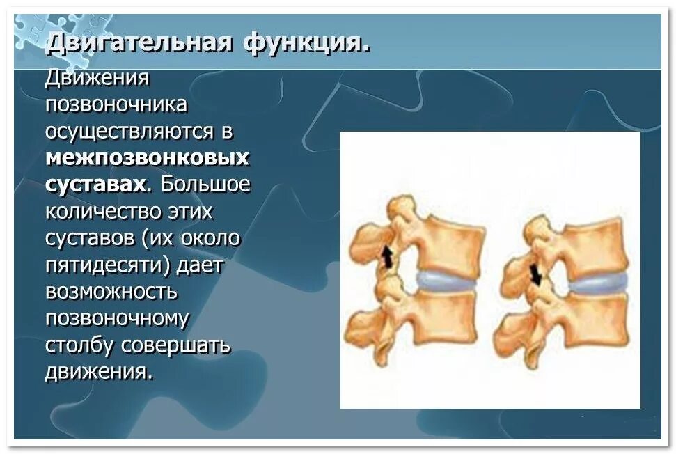 Роль позвоночных