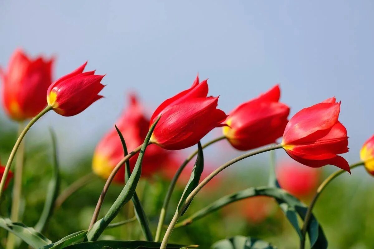 Тюльпаны в калмыкии 2024. Парад тюльпанов в элисте 2022. Степной тюльпан шренка. Элиста калмыкия тюльпаны. Долина тюльпанов калмыкия.