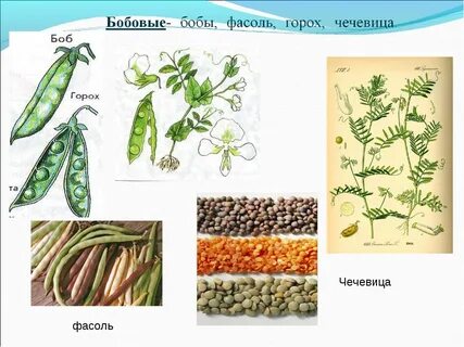 Примеры гороха
