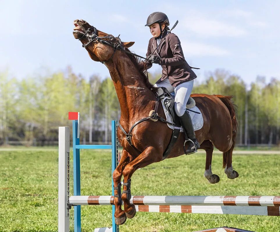 Хоббихорсинг конкур. Бурая лошадь конкур. Хоббихорсинг скачки. Кск измайлово лошади. Кск измайлово хоббихорсинг.