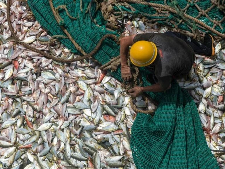 Вылов из океана. Как рыба вышла на берег. Fisheries problem in the WTO. Subsidy Fish. Улов рыбы сетью