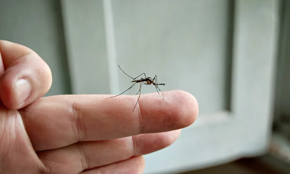 Как называется большой комар. Комар долгоножка. Муха долгоножка. Комар гигант - долгоножка. Самый большой комар долгоножка.
