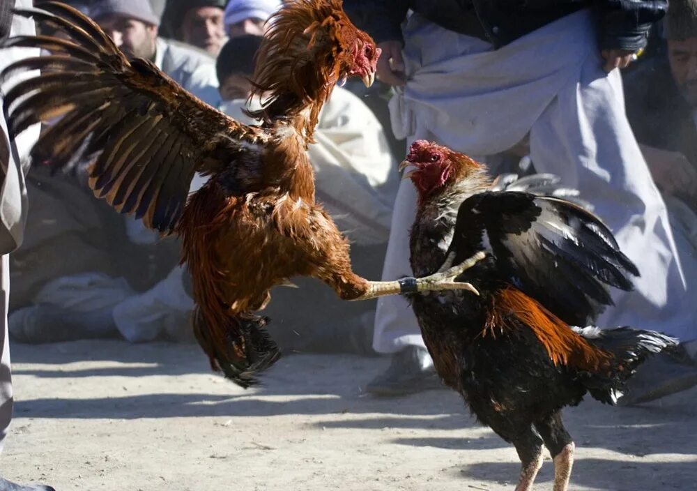 Cock fight