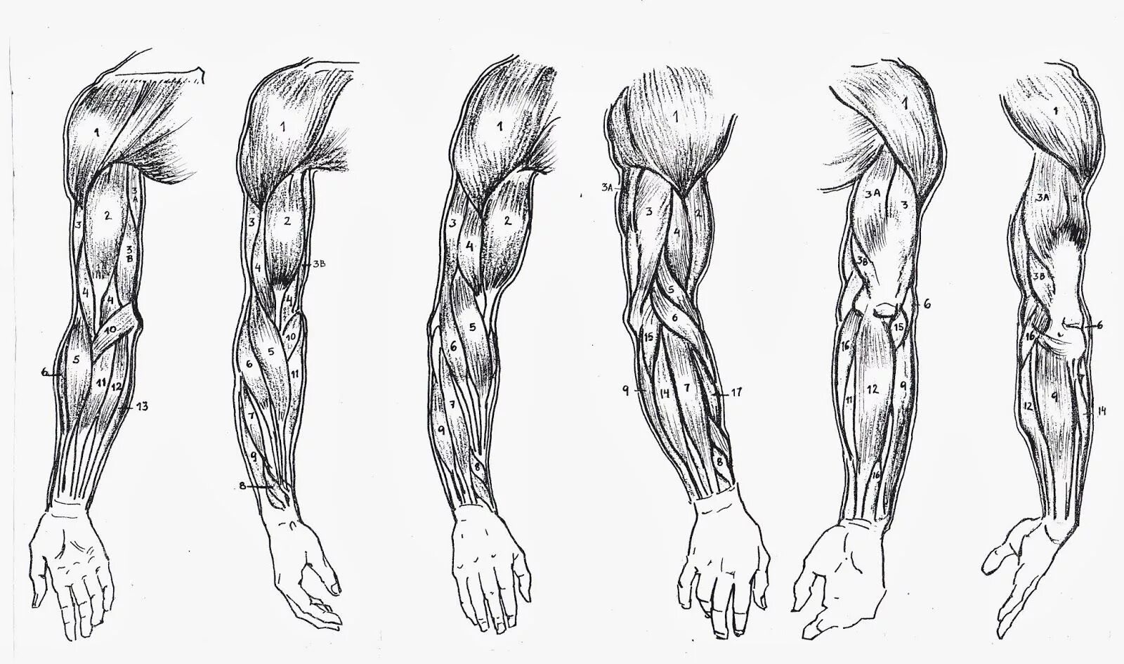 Мышцы предплечья пластическая анатомия. Мышцы руки предплечья анатомия. Мышцы предплечья анатомия рисунок. Мышцы плеча предплечья и кисти.