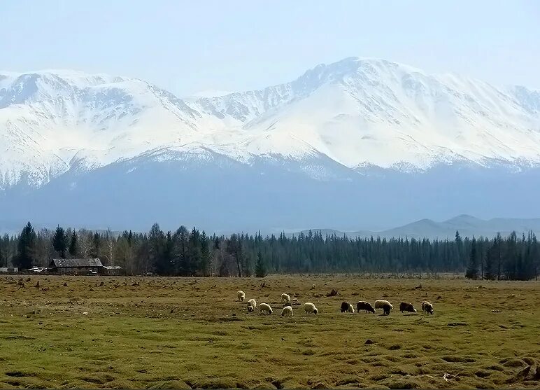 Курай красноярский край