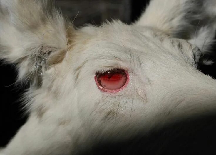 Schwartz Laser Eye on Twitter Animal facts, Nubian goat, Breeds