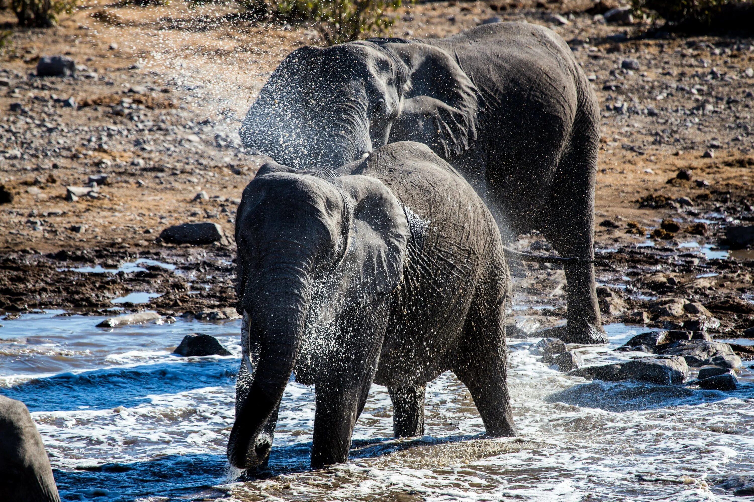 Elephant river. Купание слонов. Африканские слоны купаются. Слон река. Африканский слон купается.