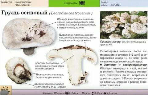 Грибы грузди польза
