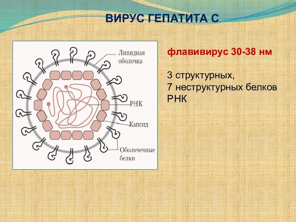 Антигены вируса гепатита а. Строение вируса гепатита с схема. Вирус гепатита b схема строения. Схема жизненного цикла вируса гепатита в. Вирусный гепатит схема.