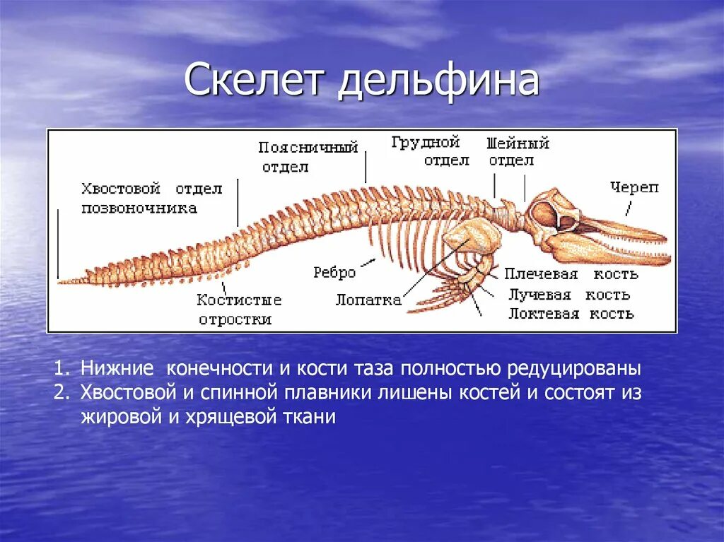 Строение костей дельфина. Дельфин строение конечностей. Скелет кита с названием костей. Строение скелета китообразных.