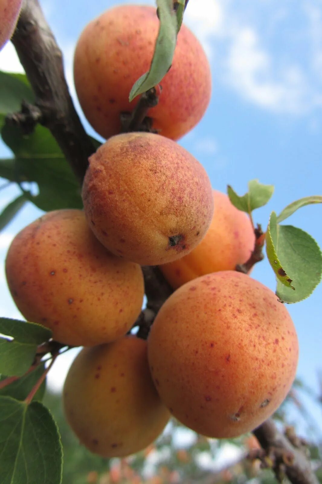 Город абрикос. Абрикос восточно-сибирский дерево. Абрикос гвиани. Город абрикос. Абрикос сорт выносливый.