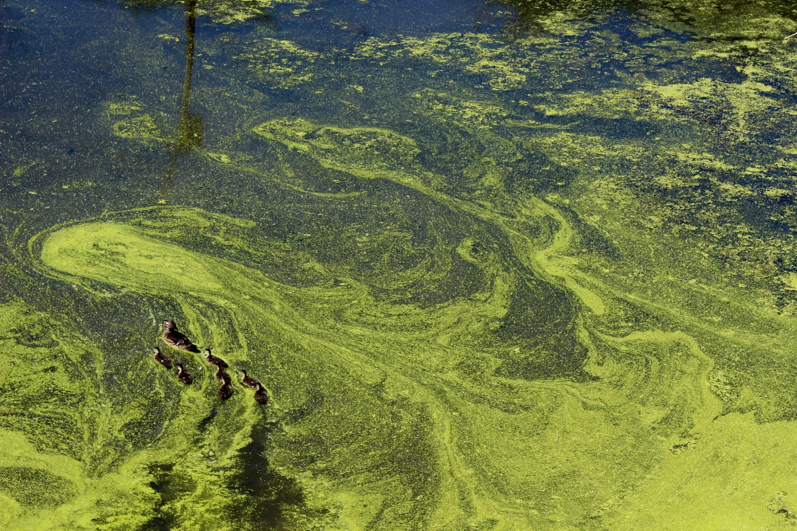 Почему водоросли растут в воде