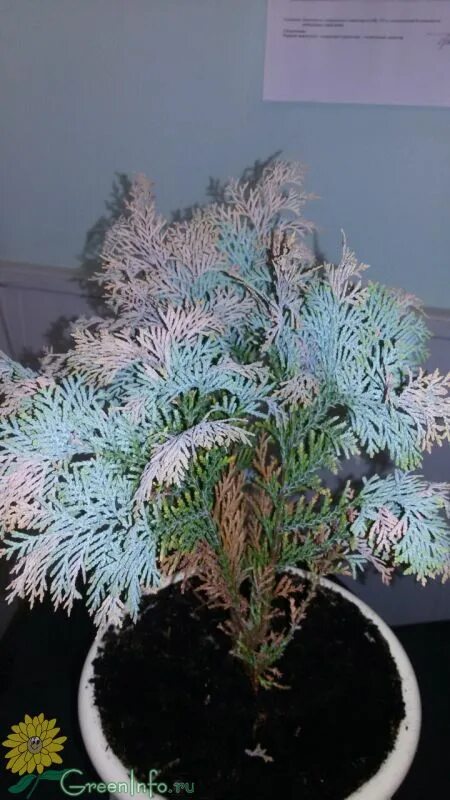 Туя меняет цвет