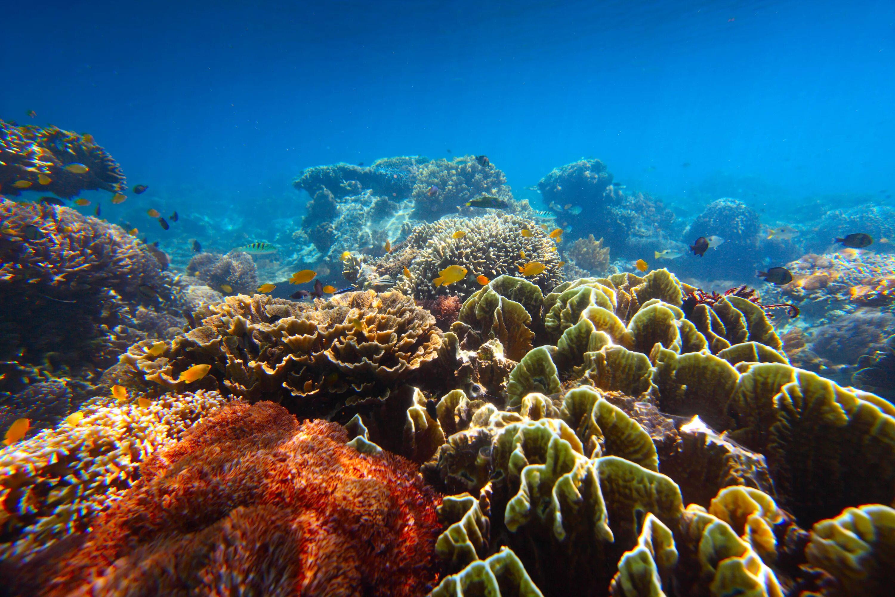 Underwater coral. Атлантический океан коралловый риф. Рифы Карибского моря. Подводный риф красного моря. Коралловые рифы Карибского моря.