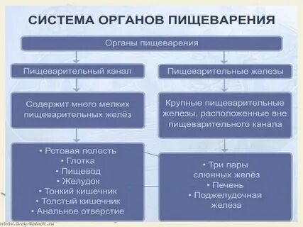 Органы пищеварения у простейших таблица