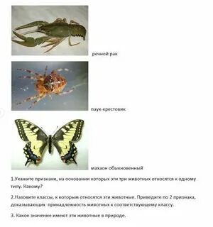 Речной рак и паук крестовик