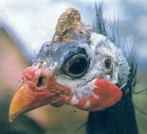 Цесарки как отличить самку от самца. Ресницы у цесарки. Цесарки как отличить самку от самца. Как отличить цесарку от цесаря. Цесарка самец и самка.