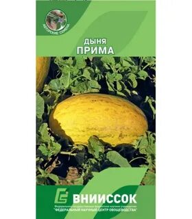 Дыня прима