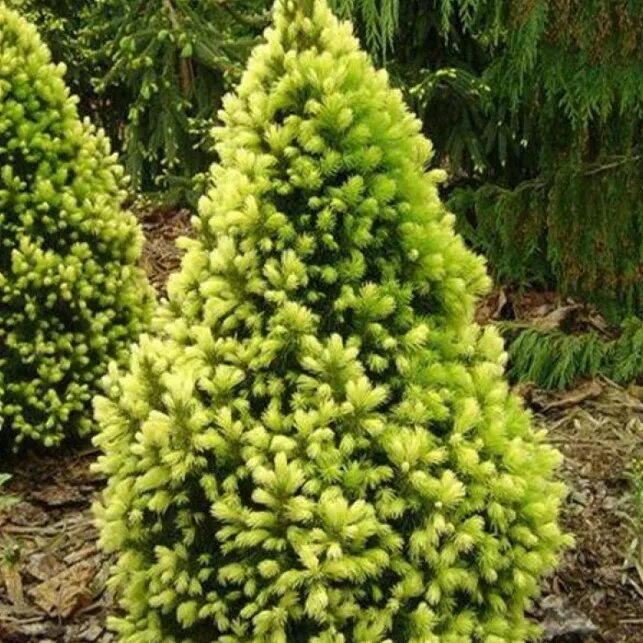 Ель сизая (picea glauca rainbows end). Ель сизая (picea glauca rainbows end). Ель канадская рэйнбоуз энд. Ель канадская рейнбоу. Ель канадская рейнбоу.