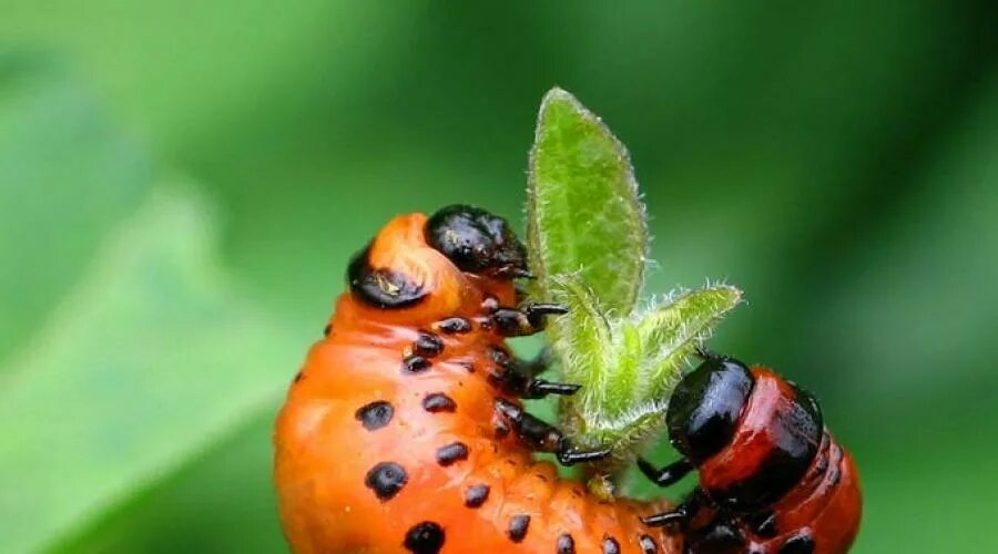 К насекомым вредителям относится. Колорадский Жук на помидорах. Союз колорадского жука. От колорадского жука. Жук похожий на колорадского жука только красный.