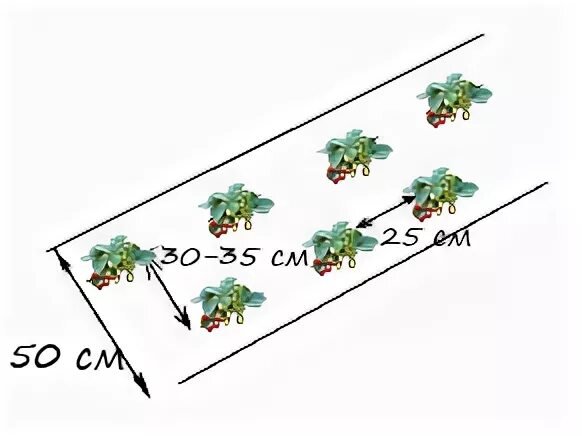 Расстояние между кустами клубники