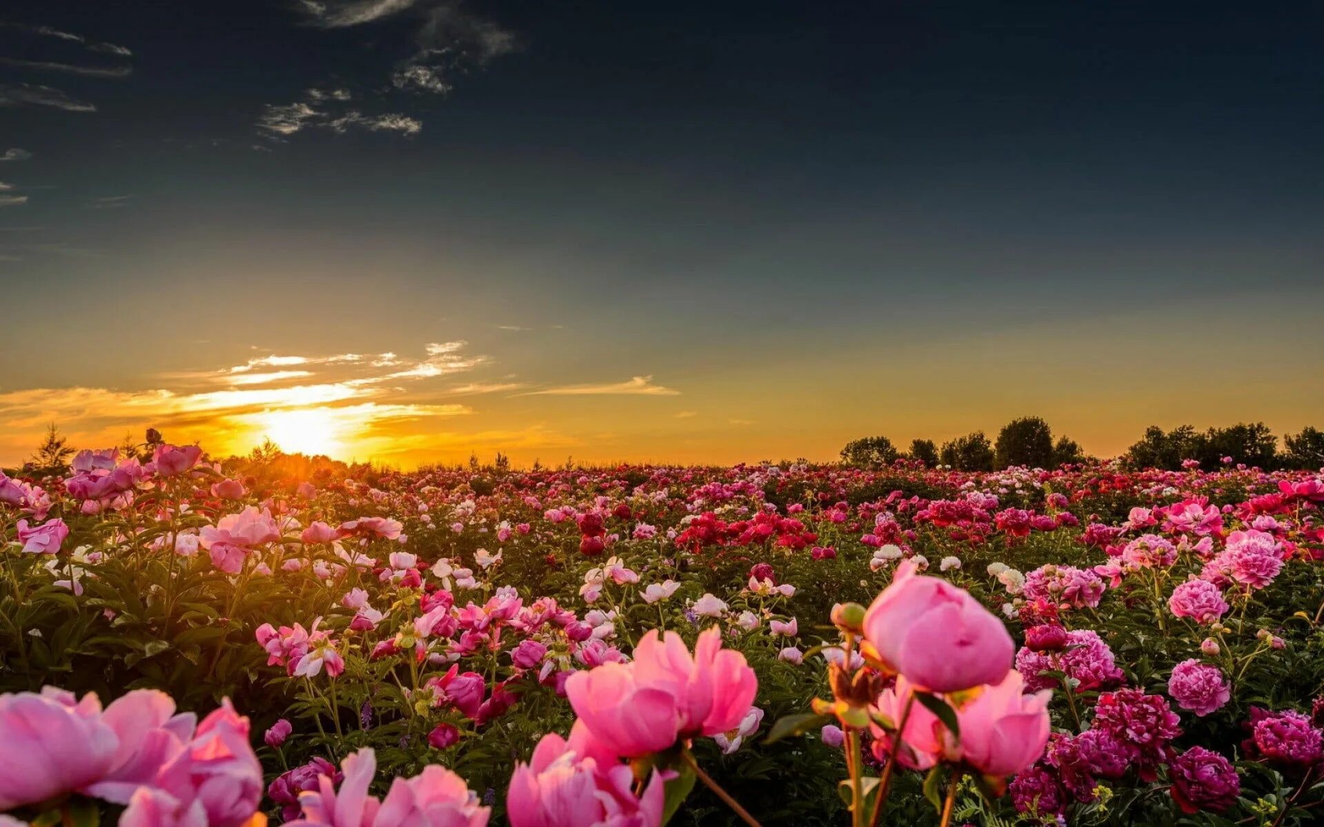 Flower sunset. Пион Говард Уоткинс. Пейзажи с цветами. Цветущее поле. Пионы в природе.