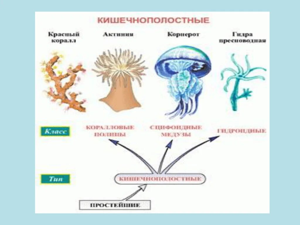 Систематика и классификация Кишечнополостные. Тип Кишечнополостные подтипы. Схема по биологии 7 класс Тип Кишечнополостные. Классификация кишечнополостных биология 7 класс. Группы организмов кишечнополостные