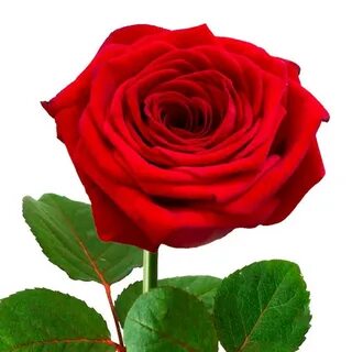 Аналар онлайн порно