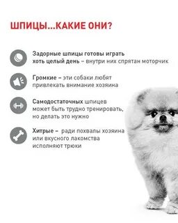 Шпицу 2 месяца как ухаживать