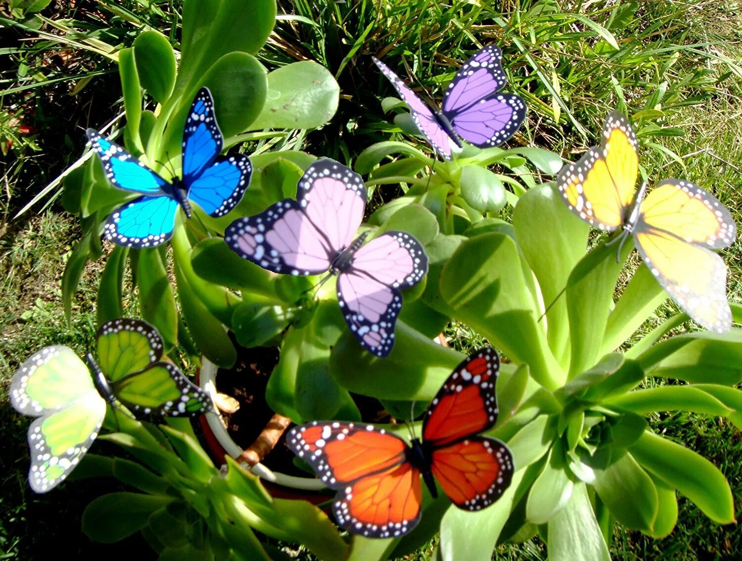 Бабочки. Бабочка на цветке. Много бабочек. Сад бабочек. Домашние цветы бабочки
