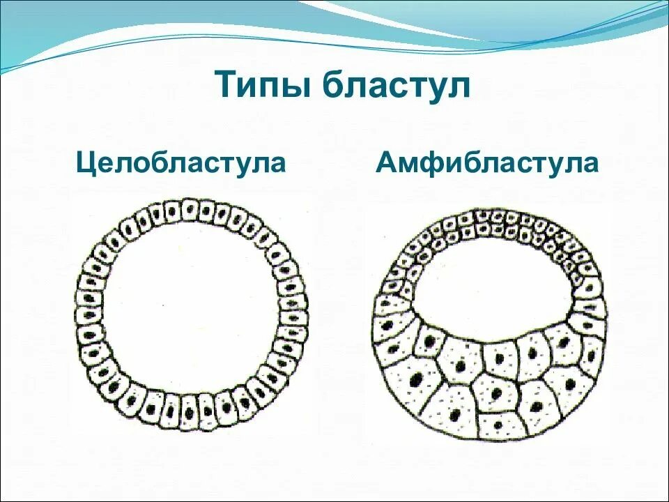 Классификация бластул. Типы бластул стерробластула. Бластула бластодерма. Целобластула амфибластула. Перибластула тип дробления.