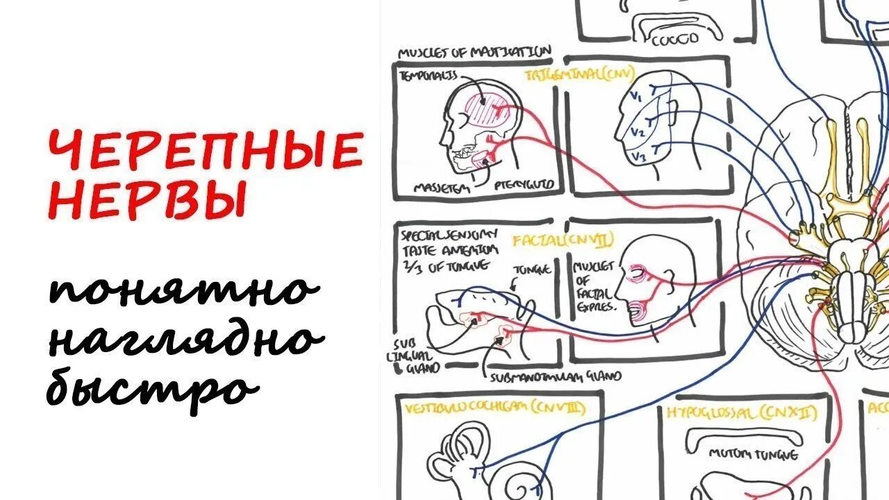Рефлексы черепных нервов. 3 пара черепных нервов схема. 12 пар черепных нервов схема. 4 пара черепных нервов иннервация. таблица черепные нервы 12 пар.