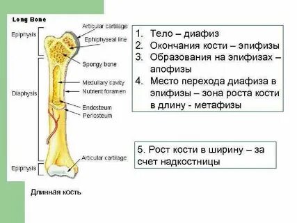Закончите предложение кости образованы