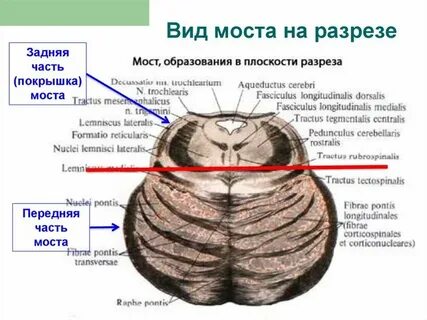 Тела переднего заднего и