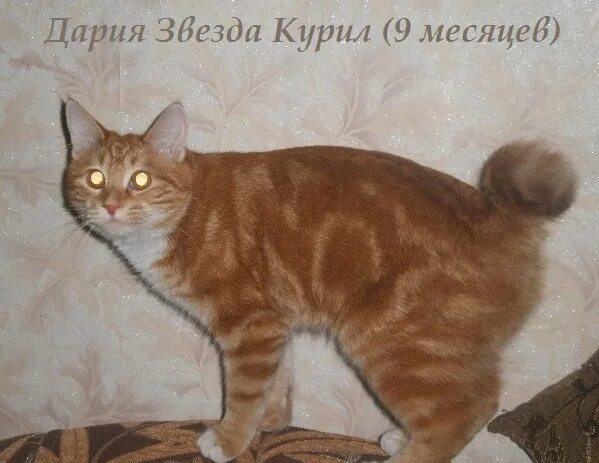 Курильский бобтейл таблица веса Виды и описание курильского бобтейла характер и рацион