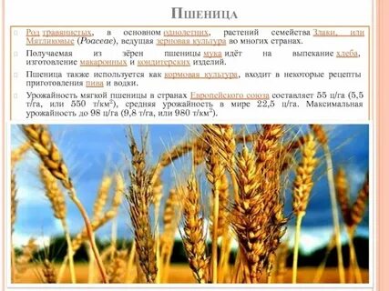 Пшеница твердая однолетнее светолюбивое растение ведущая