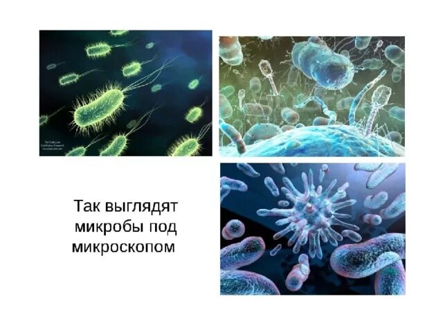 Микробы конспект. Бактерии под микроскопом. вирусы и бактерии названия. полезные бактерии под микроскопом для детей. проект про микробы.
