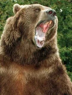 Answered the bear