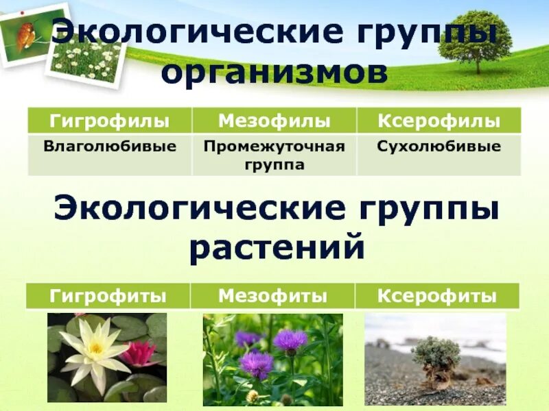 Анатомические особенности растений из разных мест обитания. Экологические группы растений. экология группы растений. растения по экологическим группам. экологические группы растений по отношению.