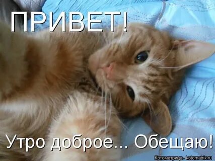 Доброе утро котята с надписями