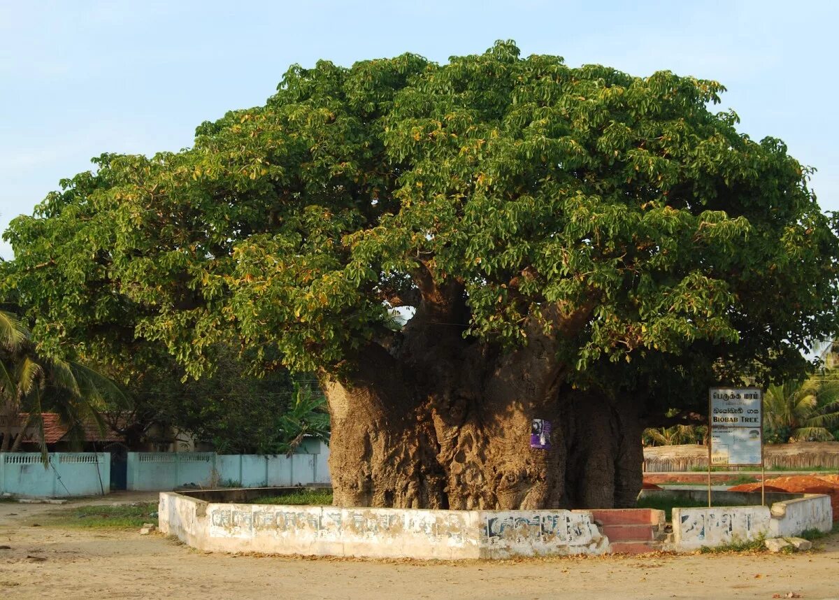 Где находится баобаб. Баобаб Африканский. Баобаб дерево. Баобаб крона. Баобаб в Сенегале.