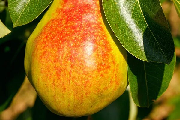 Груша жёлтая (мини) - Елочные украшения - купить по выгодной цене на Яндекс.Марк