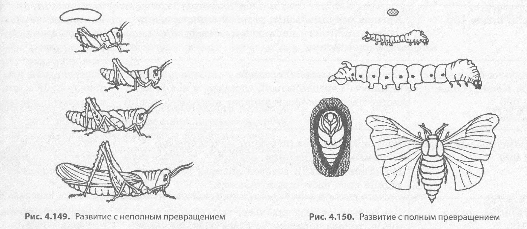 Стадия жизни насекомого. Стадии жизненного цикла насекомых с неполным превращением. Цикл развития насекомых с неполным превращением. Стадии развития насекомых с неполным превращением. Цикл развития насекомых с полным превращением.