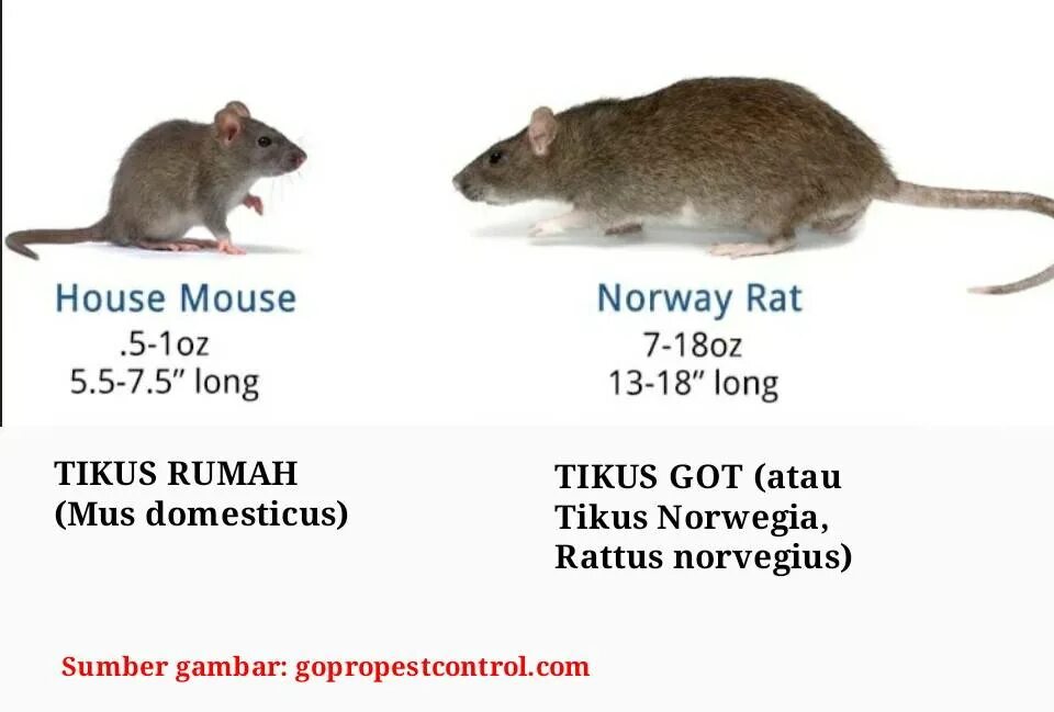 Крыса и мышь отличия. Крыса vs мышь. Отличие мышонка от крысенка. Мышь и крыса разница.