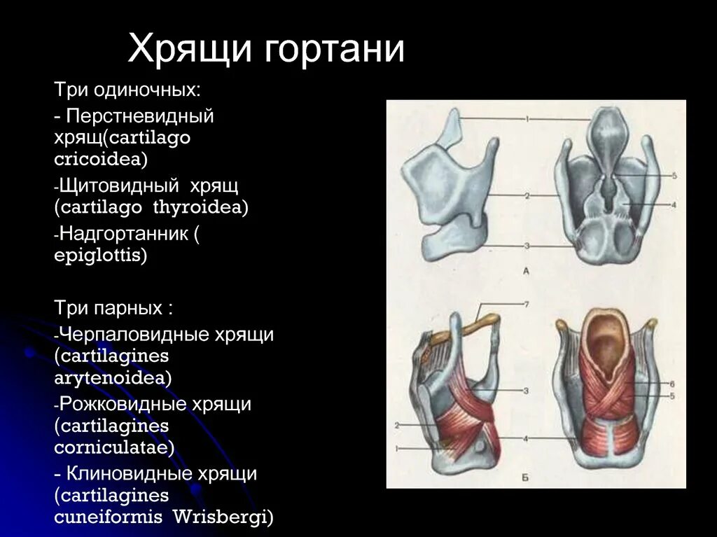 3 хряща гортани. Клиновидный хрящи гортани анатомия. Надгортанник хрящ рожковидный клиновидный. Щитовидный и перстневидный хрящ. Черпаловидный хрящ анатомия.