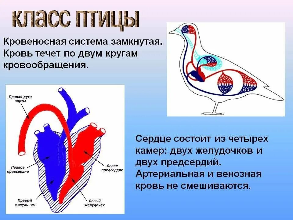 Сколько камер в сердце у птиц