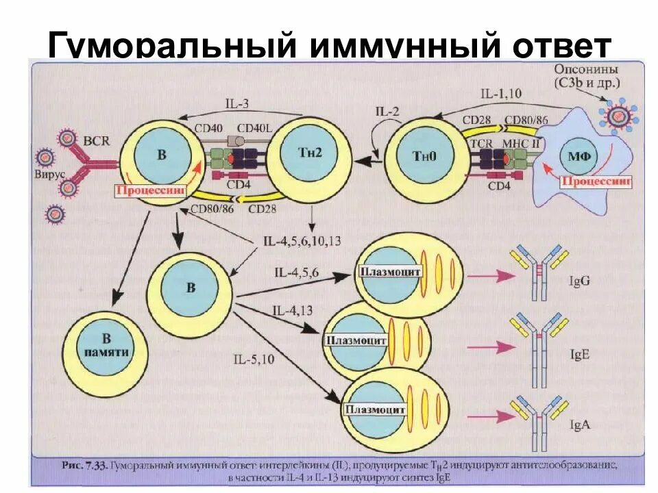 Развитие иммунного ответа